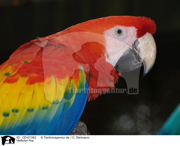 Hellroter Ara / macaw / CD-01362