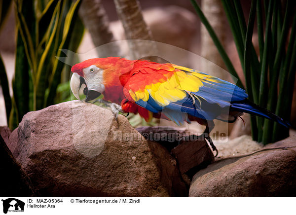 Hellroter Ara / Scarlet Macaw / MAZ-05364