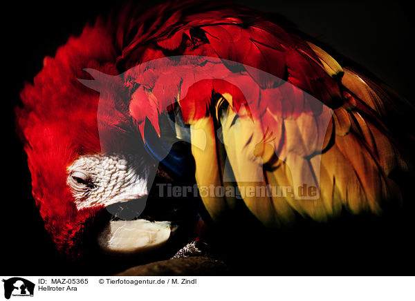Hellroter Ara / Scarlet Macaw / MAZ-05365