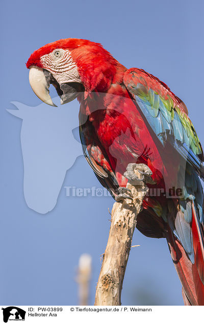 Hellroter Ara / scarlet macaw / PW-03899