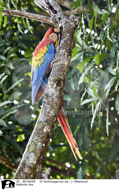 Hellroter Ara / Scarlet Macaw / JR-04658