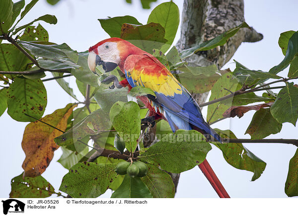 Hellroter Ara / scarlet macaw / JR-05526