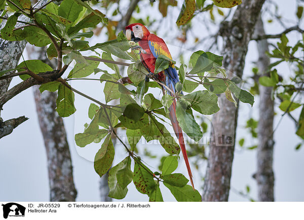 Hellroter Ara / scarlet macaw / JR-05529
