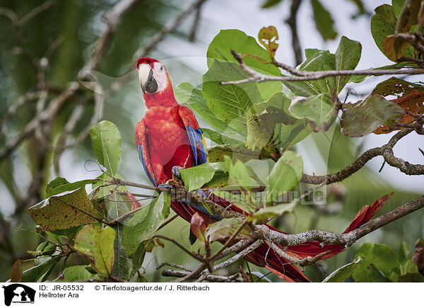 Hellroter Ara / scarlet macaw / JR-05532