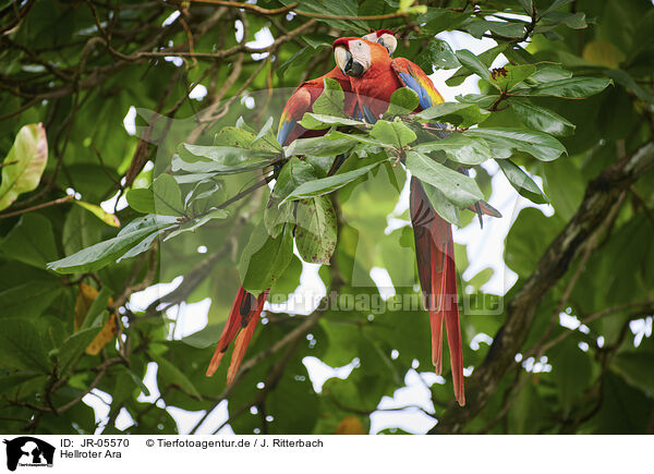 Hellroter Ara / scarlet macaw / JR-05570