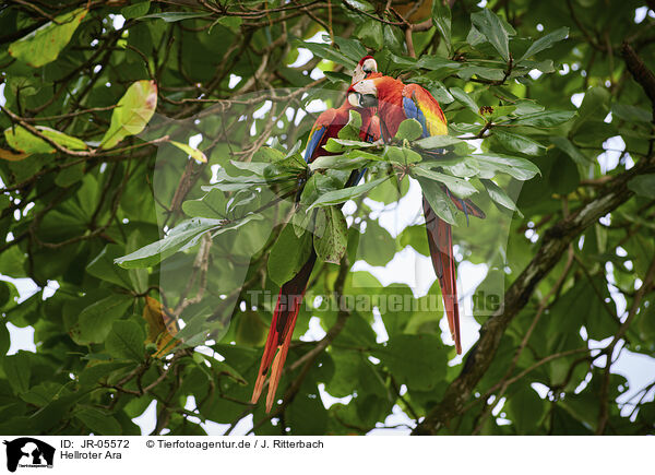 Hellroter Ara / scarlet macaw / JR-05572