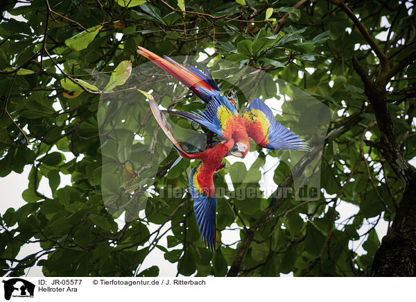 Hellroter Ara / scarlet macaw / JR-05577