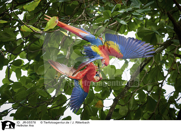 Hellroter Ara / scarlet macaw / JR-05578