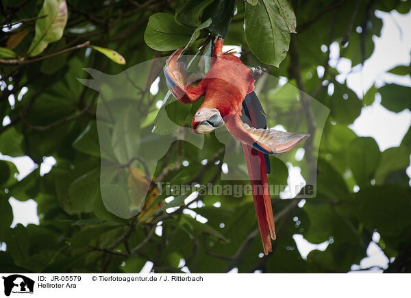 Hellroter Ara / scarlet macaw / JR-05579