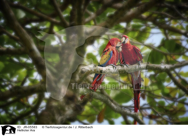 Hellroter Ara / scarlet macaw / JR-05583