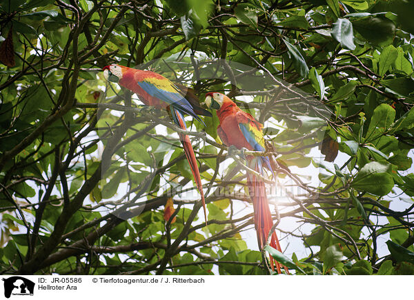 Hellroter Ara / scarlet macaw / JR-05586