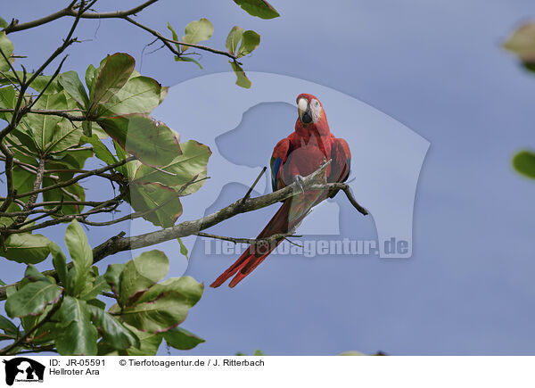 Hellroter Ara / scarlet macaw / JR-05591