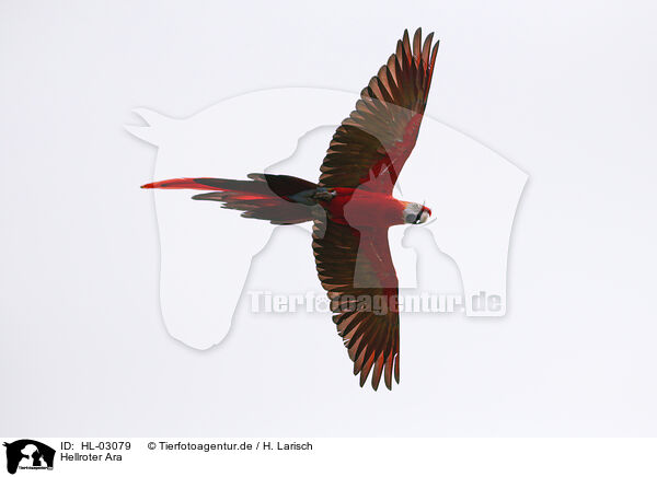Hellroter Ara / scarlet macaw / HL-03079
