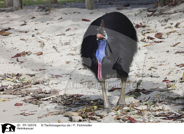 Helmkasuar / Australian cassowary / FF-16576