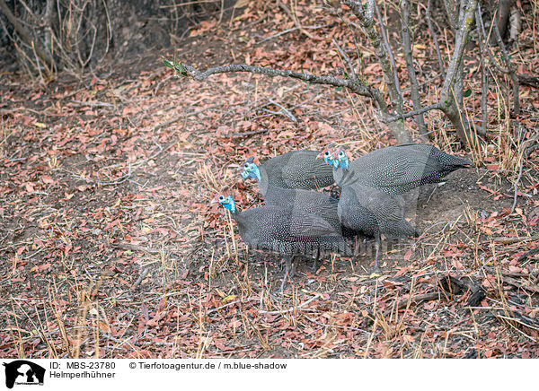 Helmperlhhner / helmeted guineafowls / MBS-23780