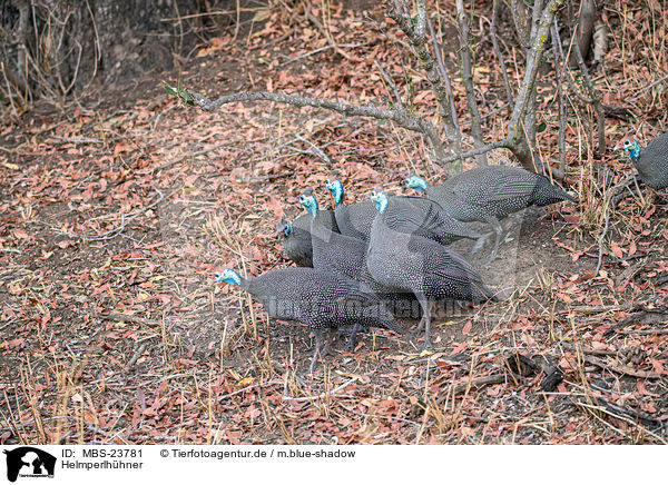 Helmperlhhner / helmeted guineafowls / MBS-23781