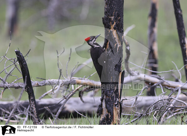 Helmspecht / Pileated Woodpecker / FF-12159
