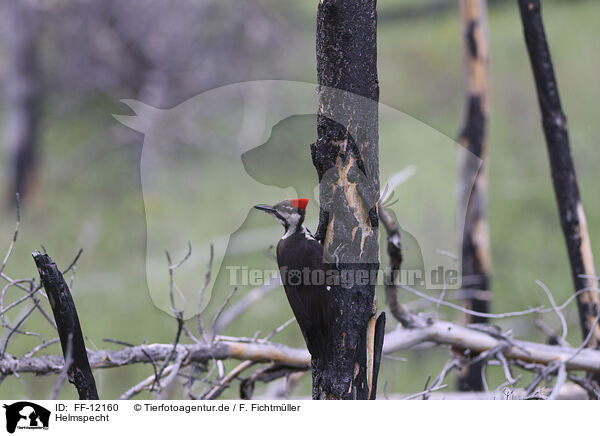 Helmspecht / Pileated Woodpecker / FF-12160