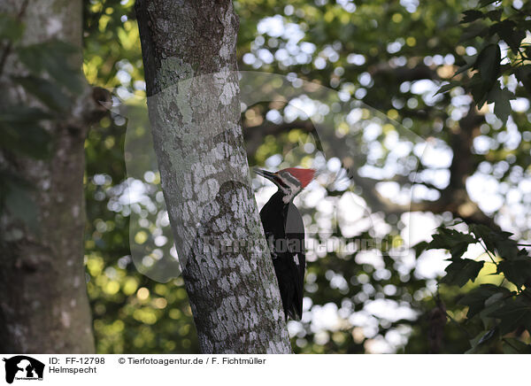 Helmspecht / Pileated Woodpecker / FF-12798