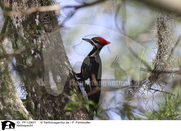 Helmspecht / Pileated Woodpecker / FF-12801