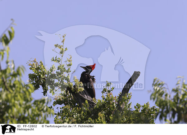 Helmspecht / Pileated Woodpecker / FF-12802