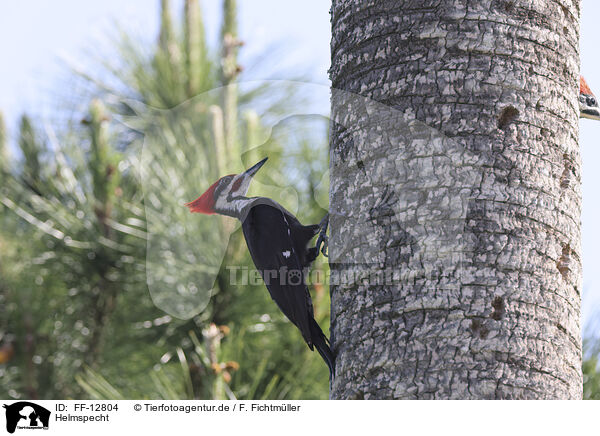 Helmspecht / Pileated Woodpecker / FF-12804