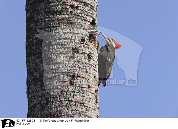 Helmspecht / Pileated Woodpecker / FF-12808