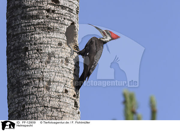 Helmspecht / Pileated Woodpecker / FF-12809