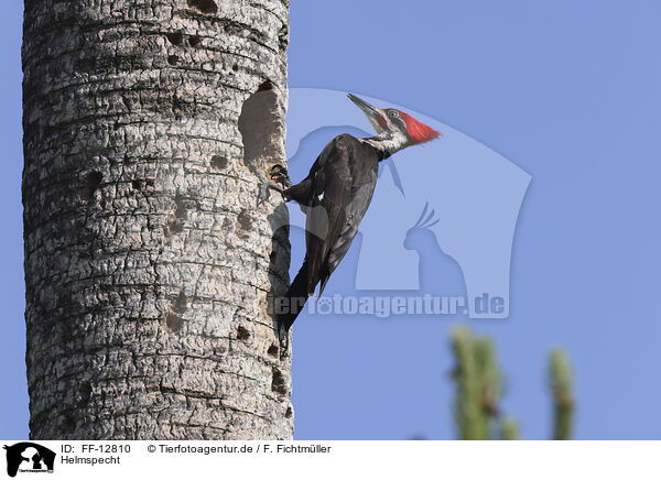 Helmspecht / Pileated Woodpecker / FF-12810