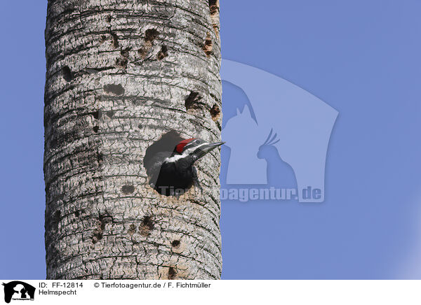 Helmspecht / Pileated Woodpecker / FF-12814