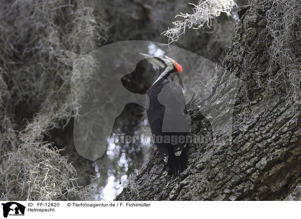 Helmspecht / Pileated Woodpecker / FF-12820