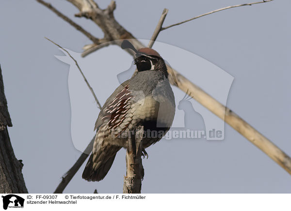 sitzender Helmwachtel / sitting Gambel's quail / FF-09307