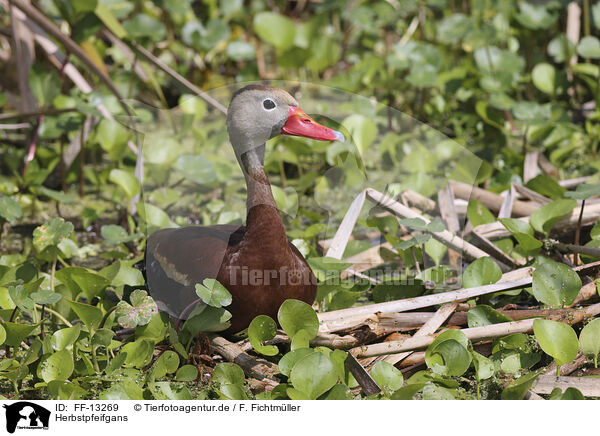 Herbstpfeifgans / black-bellied whistling-duck / FF-13269