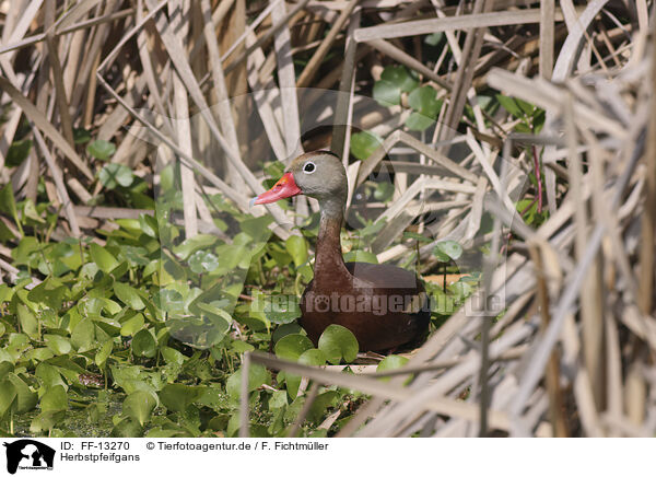 Herbstpfeifgans / black-bellied whistling-duck / FF-13270