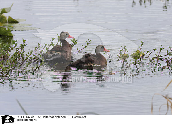 Herbstpfeifgans / black-bellied whistling-duck / FF-13275