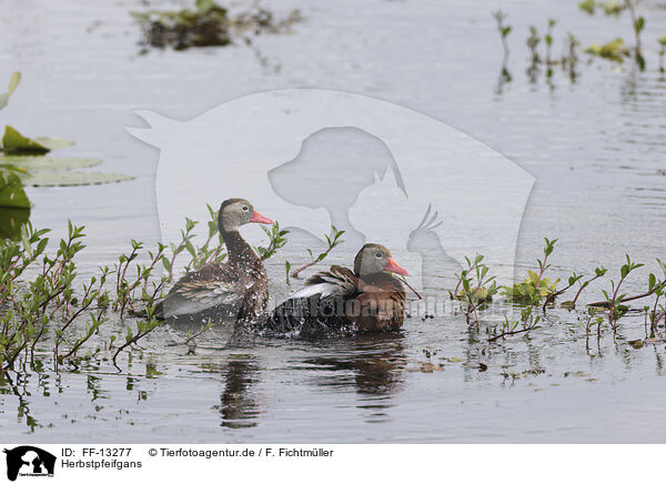 Herbstpfeifgans / black-bellied whistling-duck / FF-13277