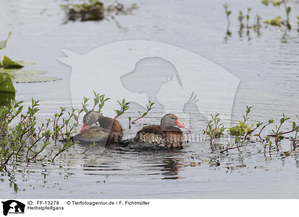 Herbstpfeifgans / black-bellied whistling-duck / FF-13278