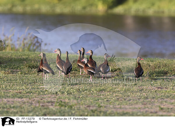 Herbstpfeifgans / black-bellied whistling-duck / FF-13279