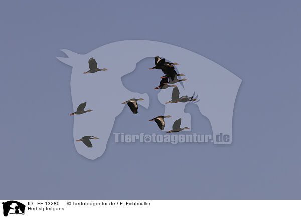 Herbstpfeifgans / black-bellied whistling-duck / FF-13280