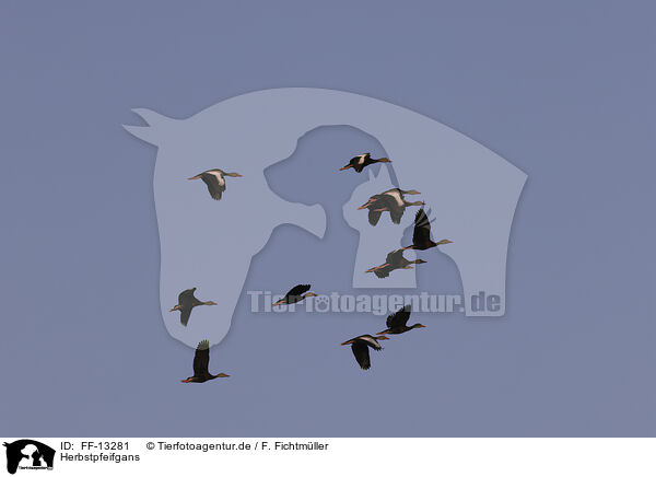 Herbstpfeifgans / black-bellied whistling-duck / FF-13281