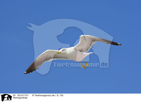 Heringsmwe / lesser black-backed gull / SO-01731