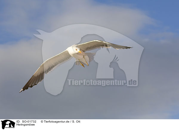 Heringsmwe / lesser black-backed gull / SO-01732