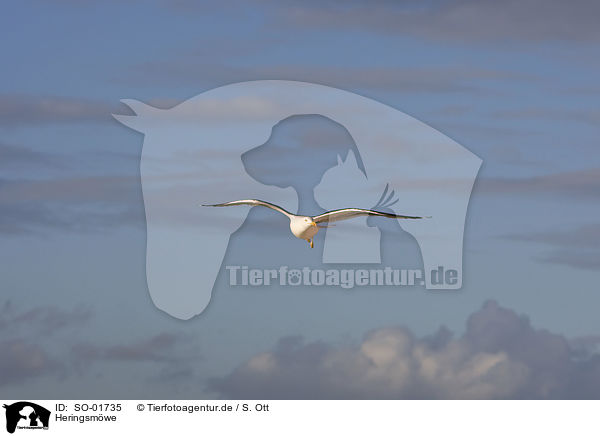 Heringsmwe / lesser black-backed gull / SO-01735