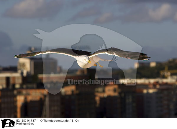 Heringsmwe / lesser black-backed gull / SO-01737