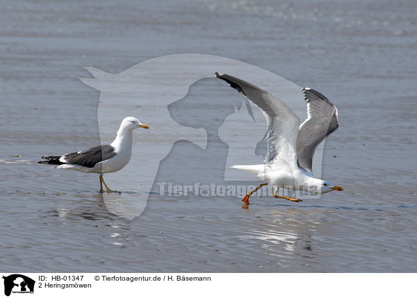 2 Heringsmwen / 2 lesser black-backed gulls / HB-01347