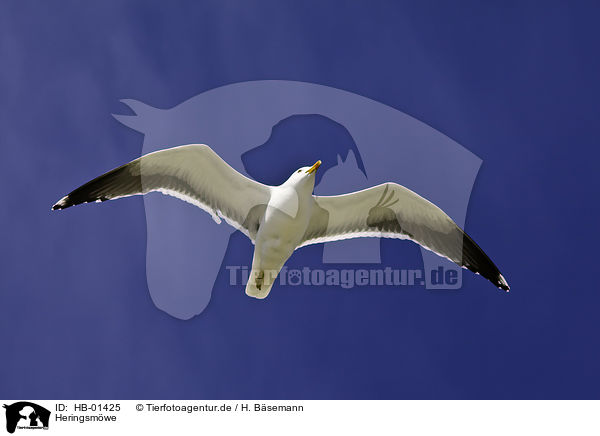 Heringsmwe / lesser black-backed gull / HB-01425