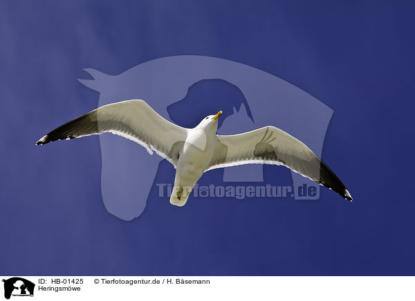 Heringsm�we / lesser black-backed gull / HB-01425