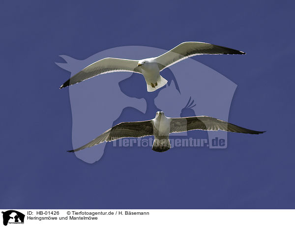 Heringsmwe und Mantelmwe / lesser black-backed gull and great black-backed gull / HB-01426