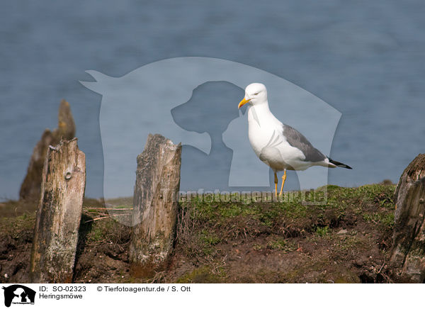 Heringsmwe / lesser black-backed gull / SO-02323