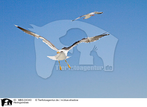 Heringsmwe / lesser black-backed gull / MBS-04340